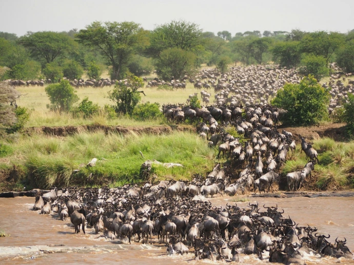 A large herd of wildebeest crossing a muddy river in the savanna