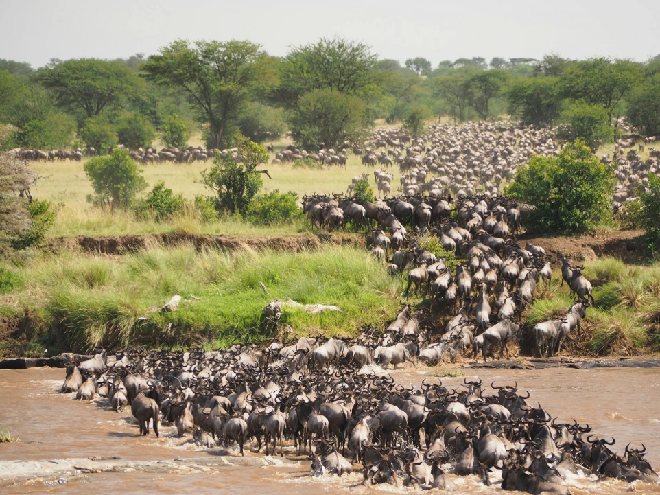 A large herd of wildebeest crossing a muddy river in the savanna